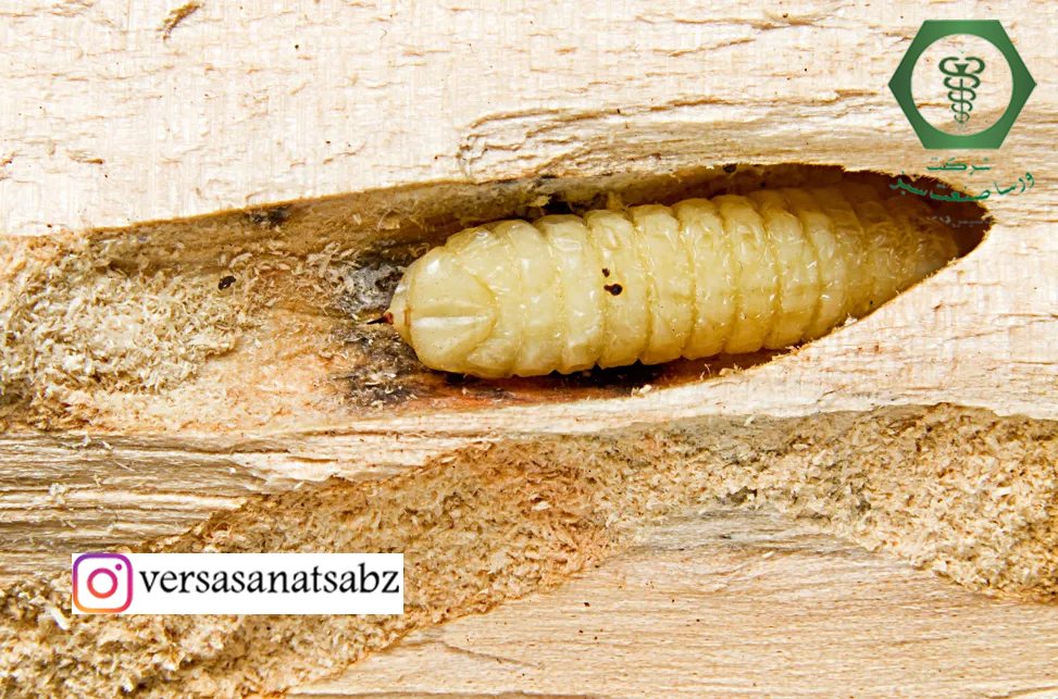 Sirex noctilio larvea